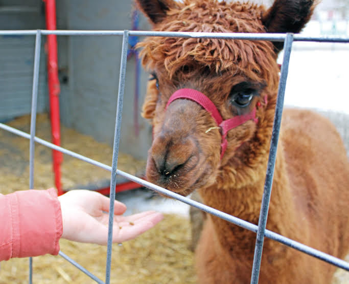 Alpaca